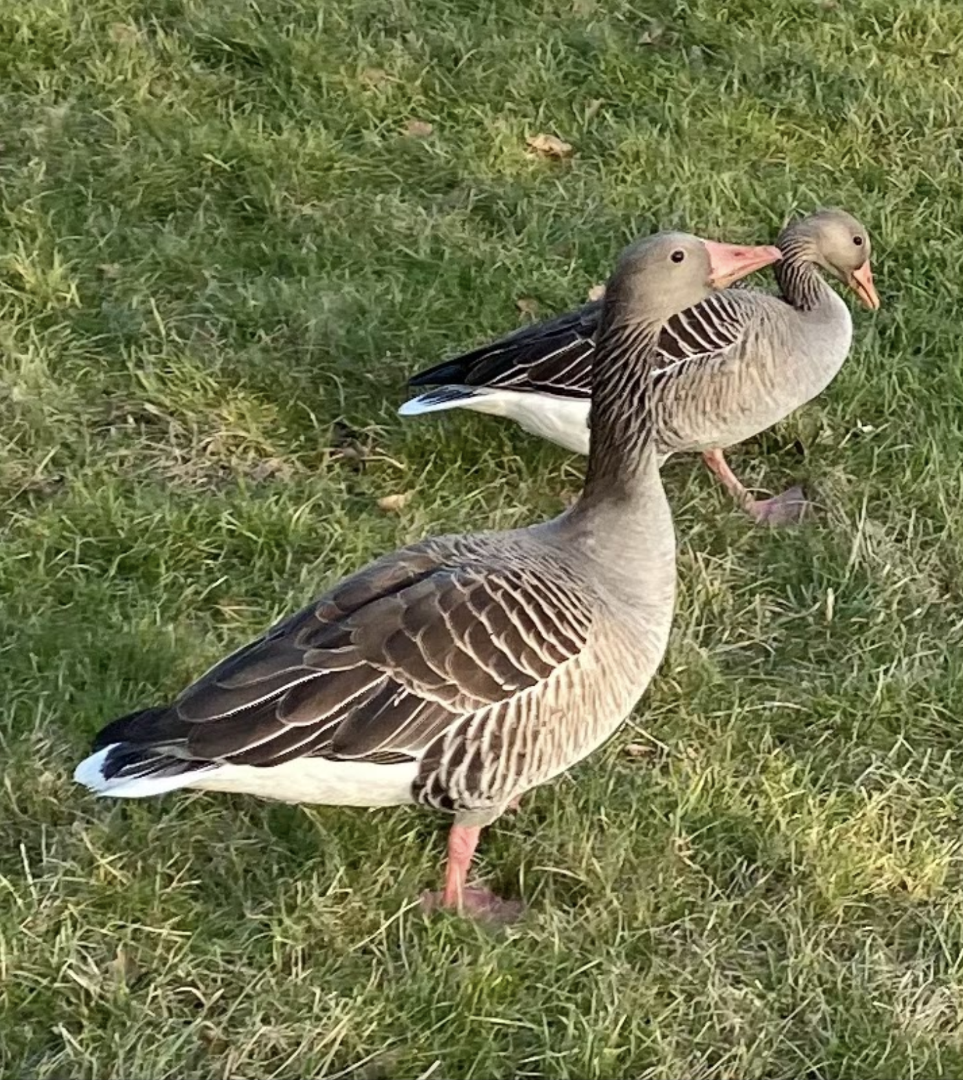 Gås